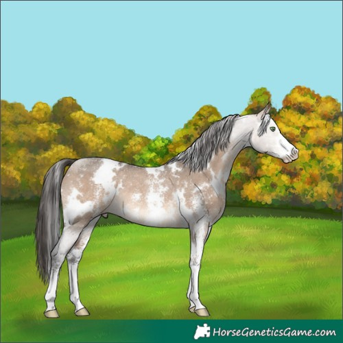 Horse Color:White Spotted Brown Dun Sabino Rabicano 