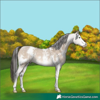 Horse Color:White Spotted Brown Dun Sabino Rabicano 