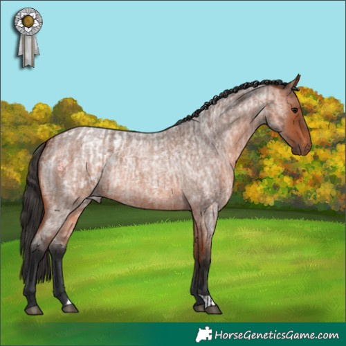 Horse Color:Bay Roan Appaloosa and Bay Roan