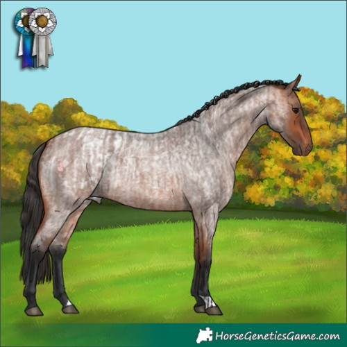 Horse Color:Bay Roan Appaloosa  and Bay Roan 