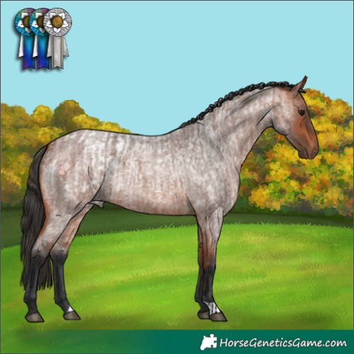 Horse Color:Bay Roan Appaloosa  and Bay Roan 