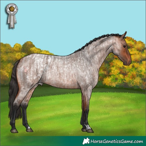 Horse Color:Bay Roan Appaloosa  and Bay Roan 