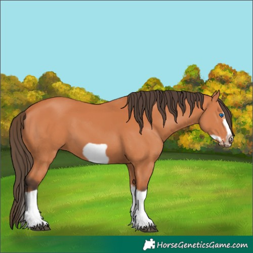 Horse Color:Bay Splash Frame 