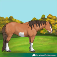 Horse Color:Bay Splash Frame