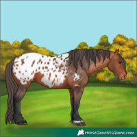 Horse Color:Bay Appaloosa