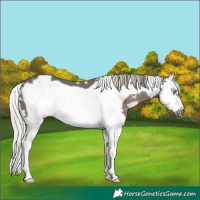 Horse Color:White Spotted Silver Black Splash Frame
