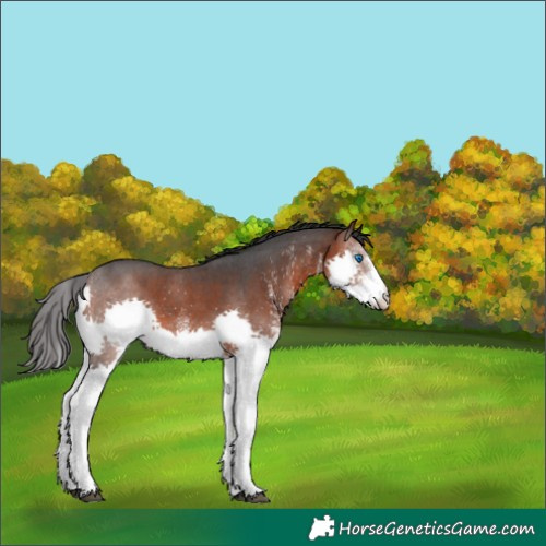 Horse Color:White Spotted Brown Splash 