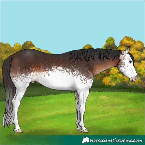 Horse Color:White Spotted Brown 