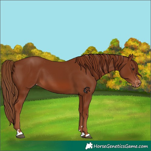 Horse Color:Chestnut Appaloosa 