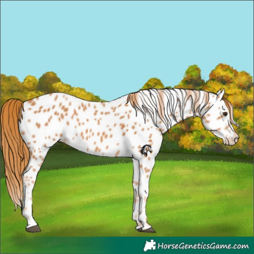 Horse Color:Chestnut Appaloosa