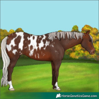 Horse Color:Silver Brown Appaloosa 