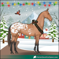Horse Color:Bay Blanket 