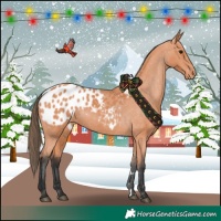 Horse Color:Bay Appaloosa 