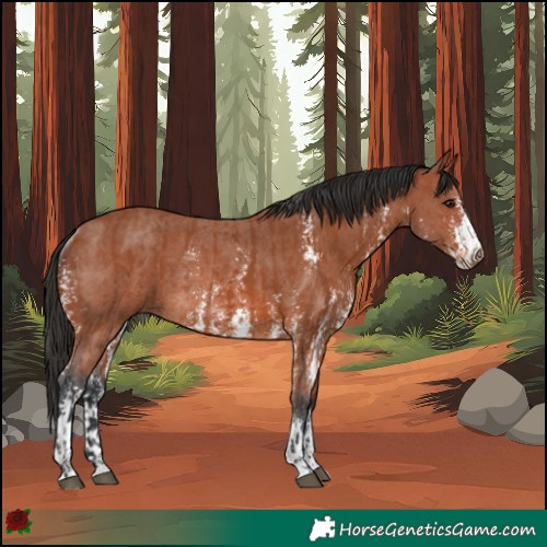 Horse Color:Brown Rabicano  and Brown Sabino Rabicano 