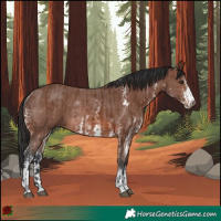 Horse Color:Brown Rabicano  and Brown Sabino Rabicano 