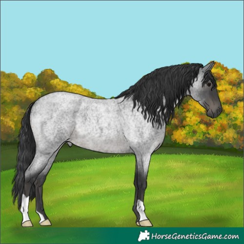 Horse Color:Blue Roan 