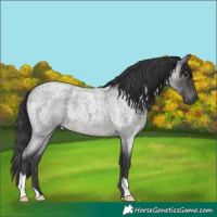 Horse Color:Blue Roan