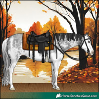 Horse Color:Blue Roan Sabino Splash Rabicano 