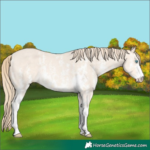 Horse Color:Perlino Sabino Rabicano 