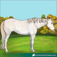 Horse Color:Perlino Sabino Rabicano