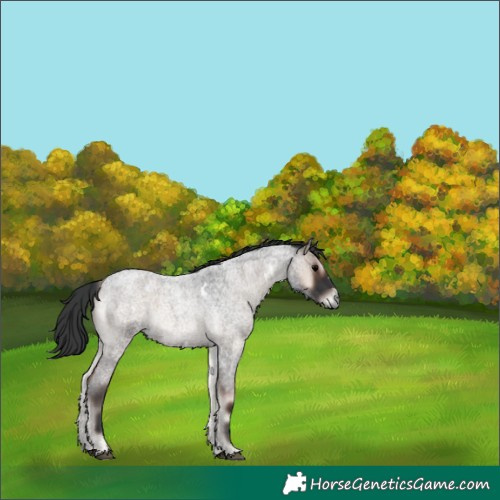 Horse Color:White Spotted Blue Onyx Roan 