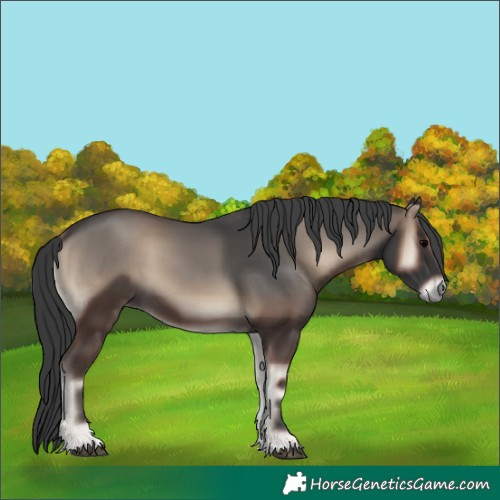 Horse Color:Blue Onyx Tobiano 