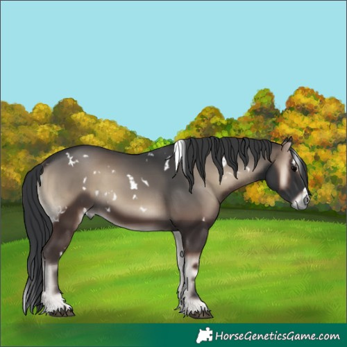 Horse Color:Unknown 