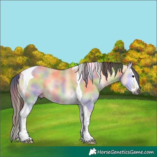 Horse Color:Gray Nacre Buckskin Onyx Splash Tobiano 