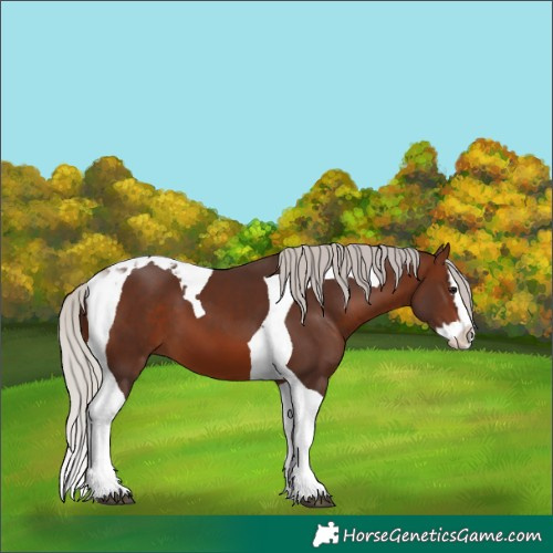 Horse Color:Silver Brown Splash Tobiano 