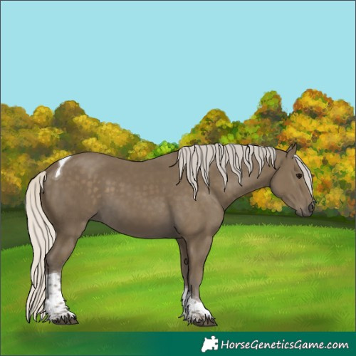 Horse Color:Unknown 