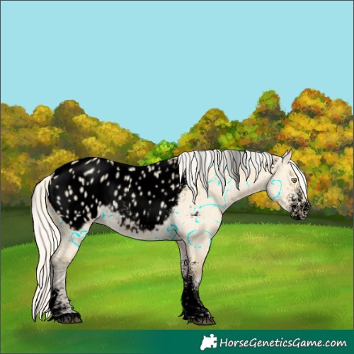Horse Color:Powder White Void Silver Buckskin Ice Dun Appaloosa Rabicano 
