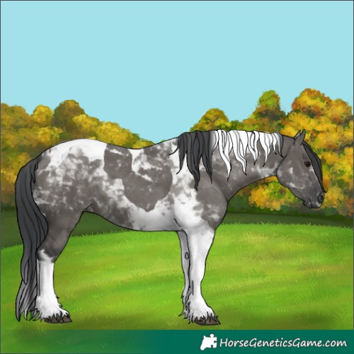 Horse Color:Unknown 