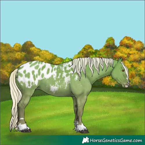 Horse Color:Unknown 