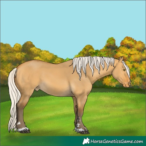 Horse Color:Silver Buckskin Dun Varnish 