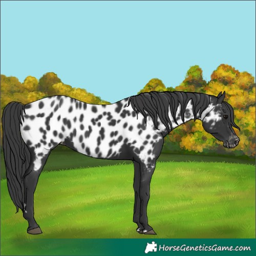 Horse Color:Black Appaloosa 