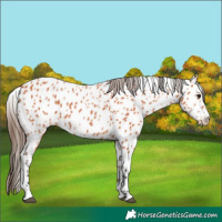 Horse Color:Bay Leopard 