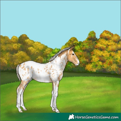 Horse Color:White Spotted Silver Buckskin Sabino Appaloosa 
