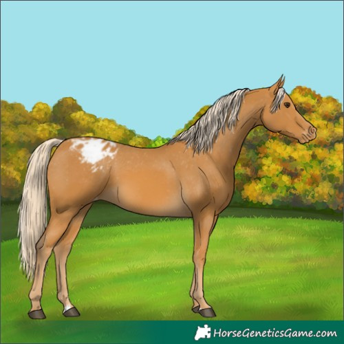 Horse Color:Palomino Appaloosa 