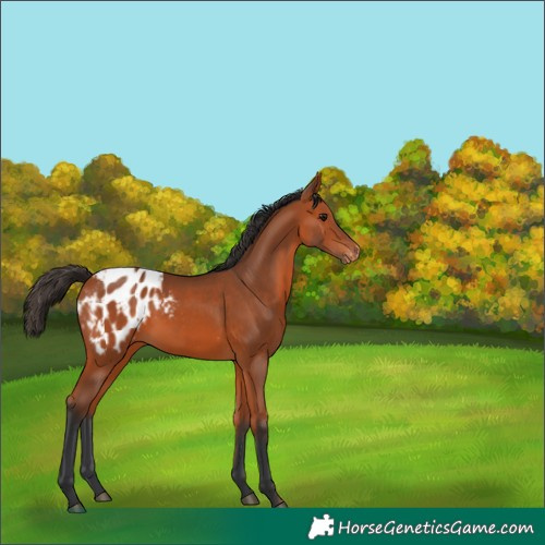 Horse Color:Bay Appaloosa 