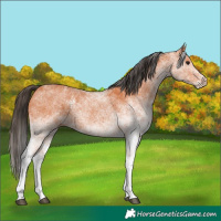 Horse Color:White Spotted Bay 
