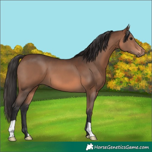 Horse Color:Brown 