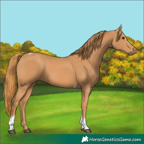 Horse Color:Chestnut Tobiano 