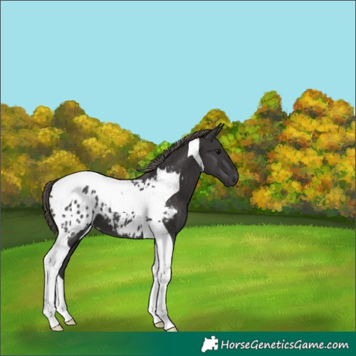 Horse Color:Smoky Black Tobiano Appaloosa 