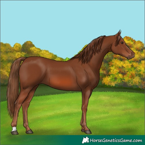 Horse Color:Chestnut 