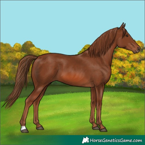 Horse Color:Chestnut 