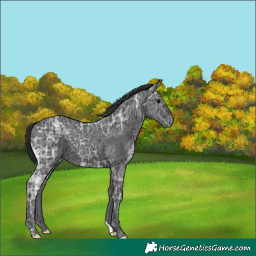 Horse Color:Black Ice 