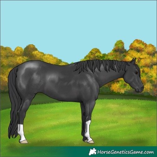 Horse Color:Black 