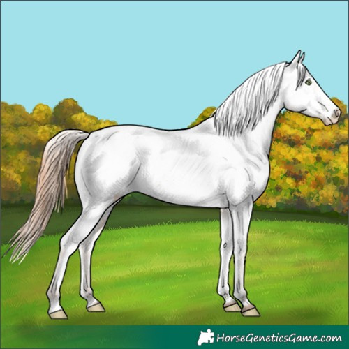 Horse Color:Amber Champagne Dun Near Fewspot 