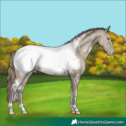 Horse Color:White Spotted Classic Cream Champagne Appaloosa 