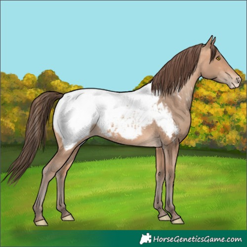 Horse Color:Amber Champagne Near Fewspot